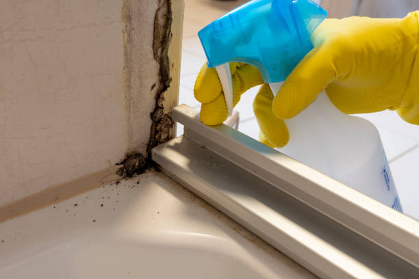 Best Mold Testing and Inspection Services in Talty, TX