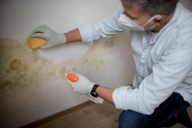 Best Industrial Mold Remediation in Talty, TX