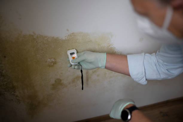 Trusted Talty, TX Mold Remediation Experts