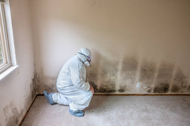 Best Localized Mold Remediation (e.g., coastal areas, humid climates) in Talty, TX