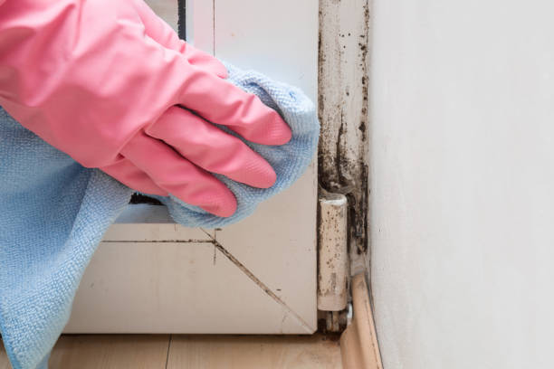Best Residential Mold Remediation in Talty, TX
